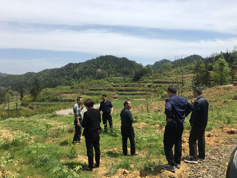 湖北有機(jī)山茶油 湖北有機(jī)山茶油